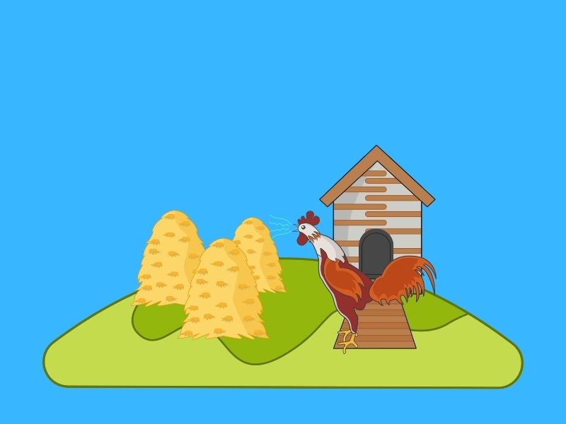 Cantó el gallo